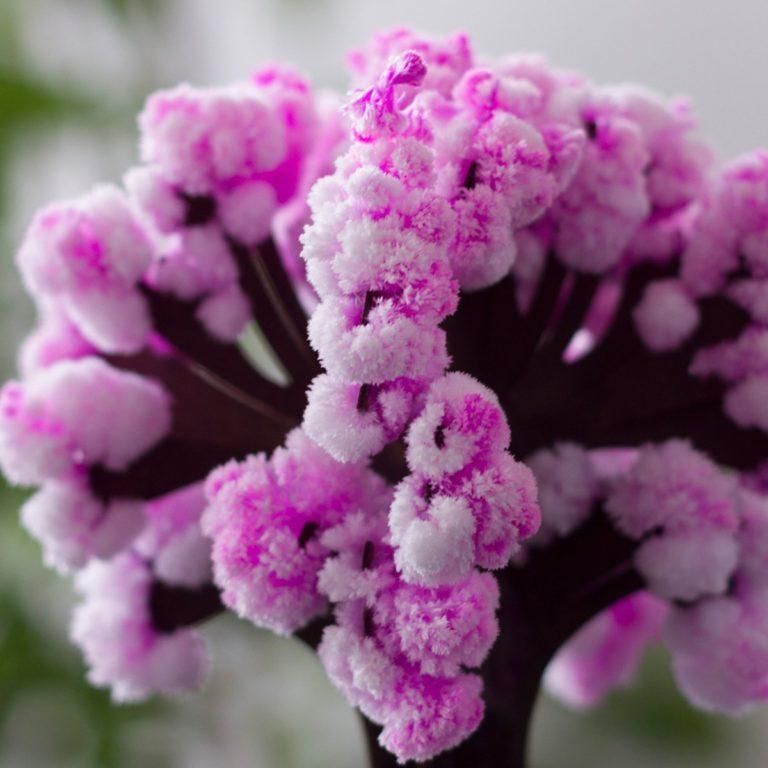 Magic Cherry Blossom Tree - PURE